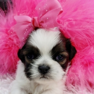 puppyspot shih tzu