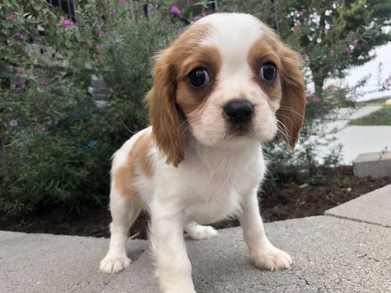 cavalier king charles tail
