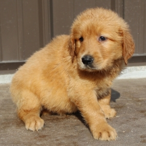 Liam A Golden Male Golden Retriever Puppy 654360 Puppyspot