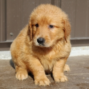 Liam A Golden Male Golden Retriever Puppy 654360 Puppyspot