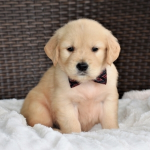 golden retriever bear