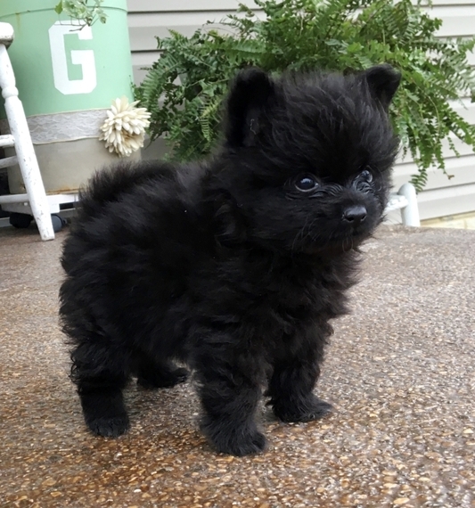 fluffiest pomeranian