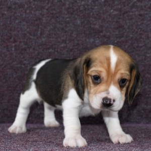 Akc Tri Color Beagle Puppies For Sale In Morgantown West Virginia Puppies For Sale Near Me