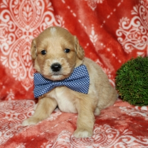 josh the goldendoodle