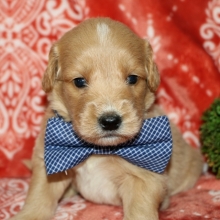 josh the goldendoodle