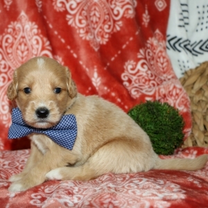 josh the goldendoodle