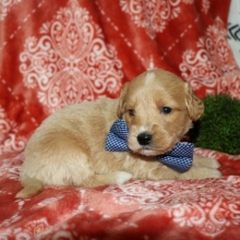 josh the goldendoodle