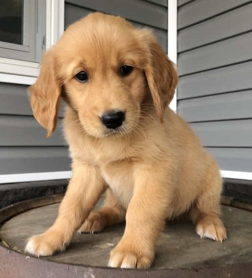 View Newborn Golden Retriever Puppy Weight Gallery