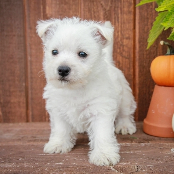 Fluffy, a White Male West Highland White Terrier Puppy 657810 PuppySpot