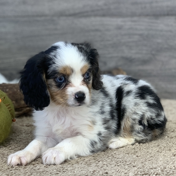 Avalon, a Blue Merle White & Tan Female Aussalier Puppy 658940 PuppySpot