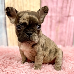 Marla A Fawn Female French Bulldog Puppy 659820 Puppyspot