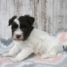 havanese puppies kijiji