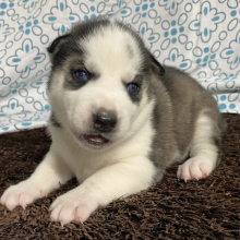 black puppy husky