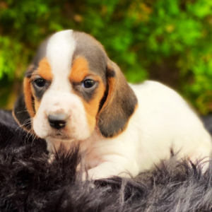 mini basset hound puppies ckc