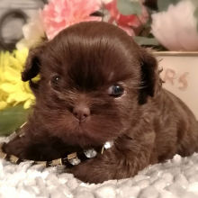 full blooded shih tzu puppies