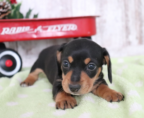 debbies dachshund puppies