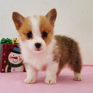 Sugar A Red Female Pembroke Welsh Corgi Puppy 663360 Puppyspot