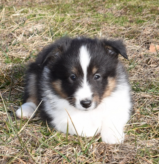 Rose Shetland Sheepdog Puppy 667760 PuppySpot