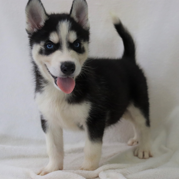 Cody A Black White Male Siberian Husky Puppy 669460 Puppyspot