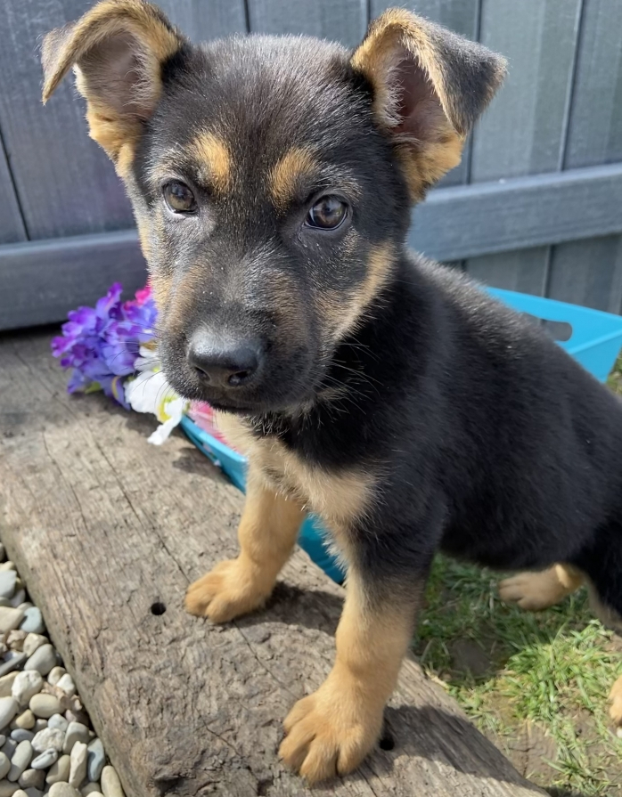 Tiffany German Shepherd Dog Puppy 6704 Puppyspot