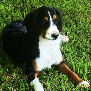 Aussalier Puppy Hardy