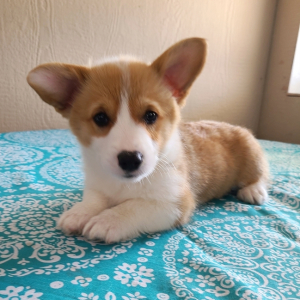 Mr Tucker A Sable Male Pembroke Welsh Corgi Puppy 671370 Puppyspot