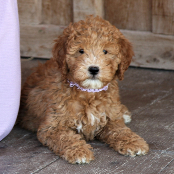 Dolly Goldendoodle Puppy 671820 PuppySpot