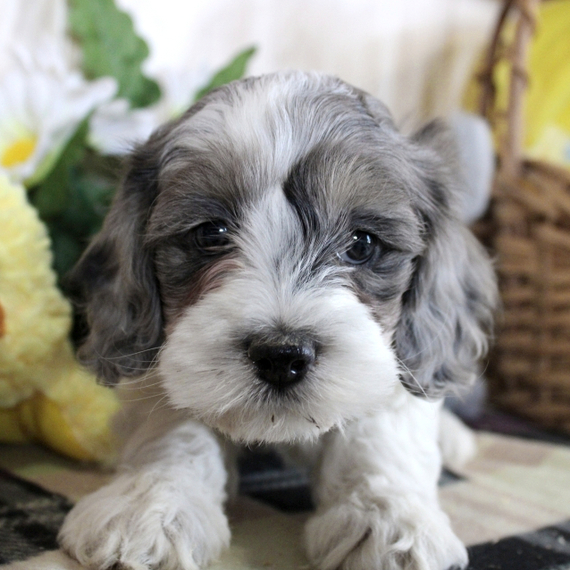 Blue Cockapoo Puppy 672520 PuppySpot