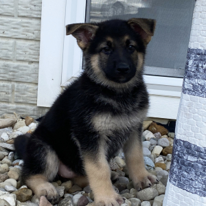 German Shepherd Dog Puppy Sandi