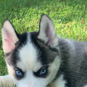 Pomsky Puppy Apollo