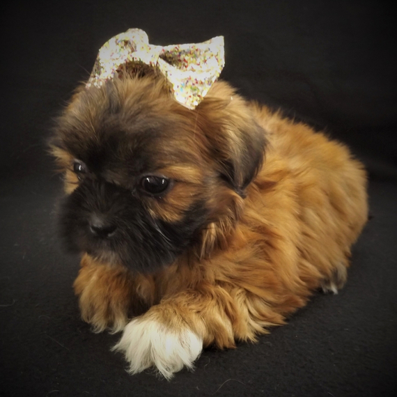 Ginger Shih Tzu Puppy 673280 PuppySpot