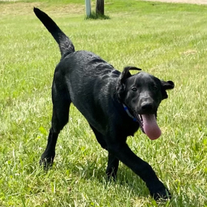 Labrador Retriever Puppy Mordy