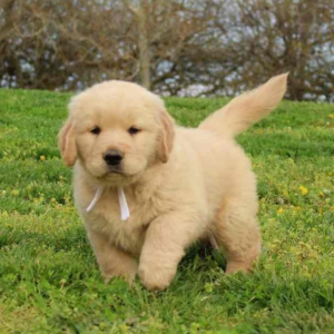 Remington A Golden Male Golden Retriever Puppy 674840 Puppyspot