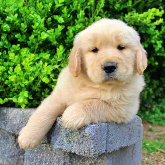 Remington A Golden Male Golden Retriever Puppy 674840 Puppyspot