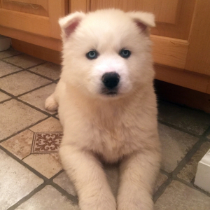 Utopia A White Female Siberian Husky Puppy Puppyspot