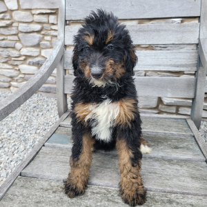 Bernedoodle Puppy Brandy