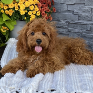 Cavapoo Puppy Brooklynn