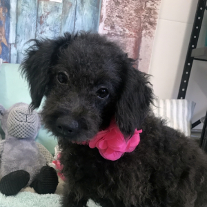 Pomapoo Puppy Karli