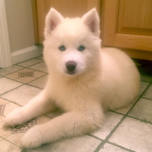 Silk A White Female Siberian Husky Puppy 6790 Puppyspot