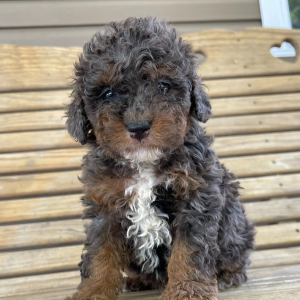 Goldendoodle Puppy Sammy