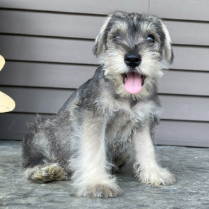 Miniature Schnauzer Puppy Matt
