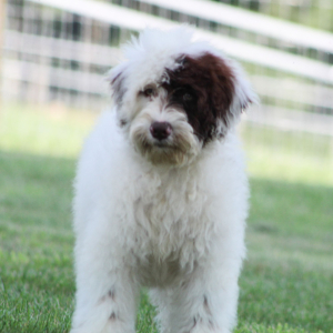 Portuguese Water Dog Puppy Sadie