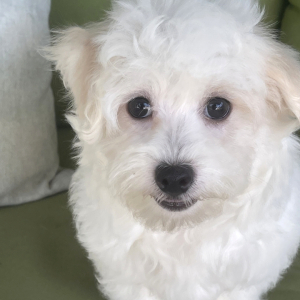 Maltipoo Puppy Digby