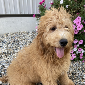 Goldendoodle Puppy Brandon