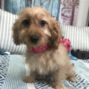 Cavapoo Puppy Gidget