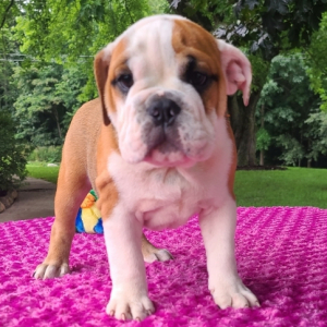 Bulldog Puppy Lexi