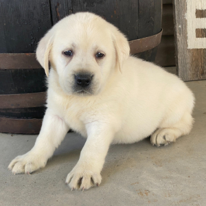 Labrador Retriever Puppy Vanity