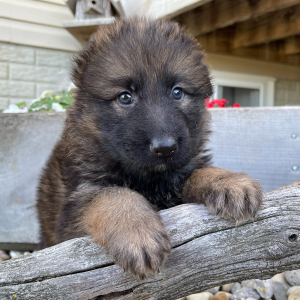 German Shepherd Dog Puppy Austin
