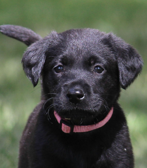 Rose Labrador Retriever Puppy 679930 PuppySpot