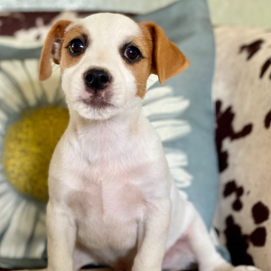 Jack Russell Terrier Puppy Georgie